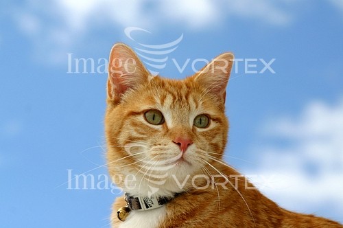 Pet / cat / dog royalty free stock image #491045454