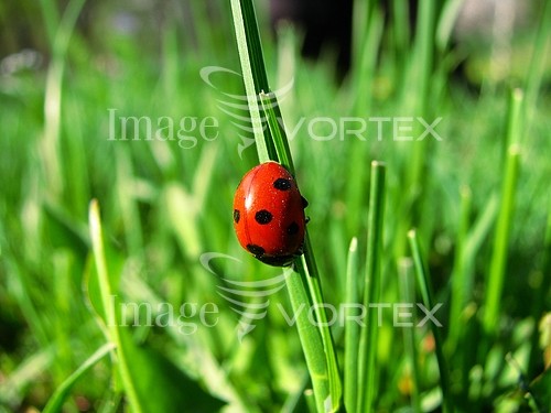 Animal / wildlife royalty free stock image #491631747