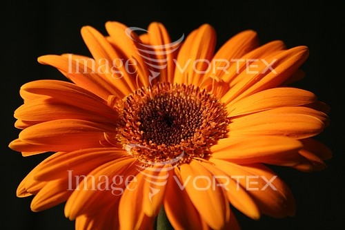 Flower royalty free stock image #492057924