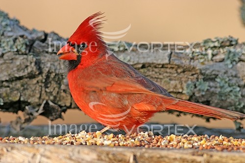 Bird royalty free stock image #493409813