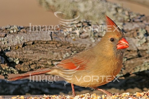 Bird royalty free stock image #493786565