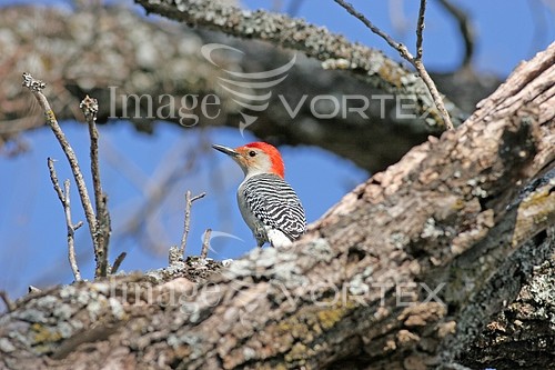 Bird royalty free stock image #493226564