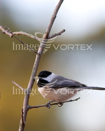 Bird royalty free stock image #502977480