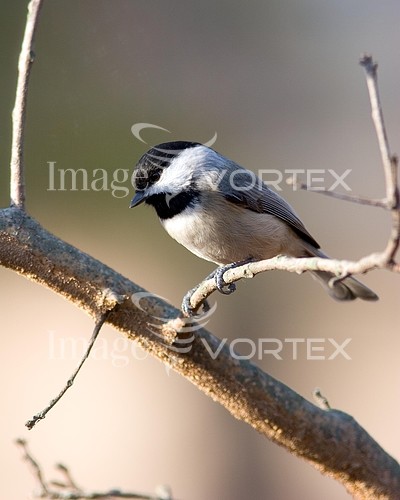 Bird royalty free stock image #503060894