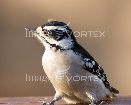 Bird royalty free stock image #503163578