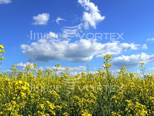 Industry / agriculture royalty free stock image #506607118