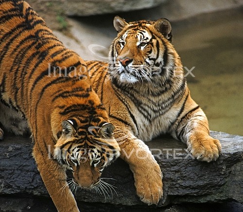 Animal / wildlife royalty free stock image #509749839