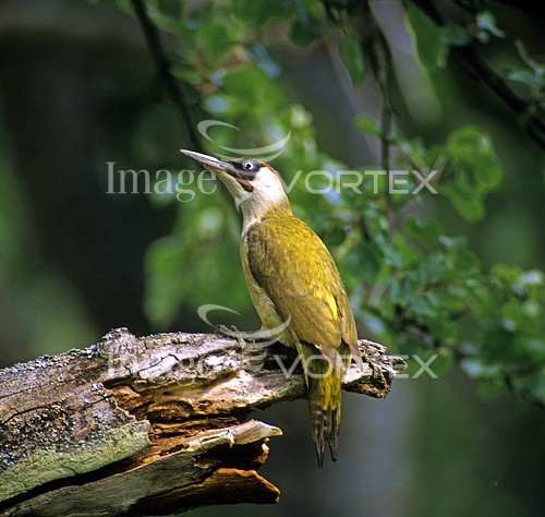 Bird royalty free stock image #509148894