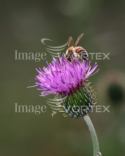 Insect / spider royalty free stock image #510187166