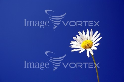 Flower royalty free stock image #518003050