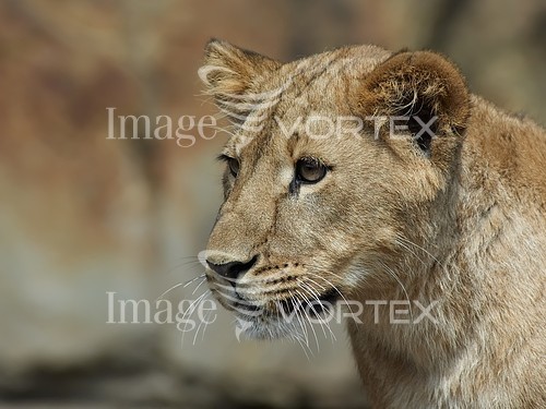 Animal / wildlife royalty free stock image #521043611