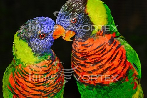 Bird royalty free stock image #521621525