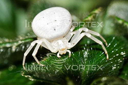 Insect / spider royalty free stock image #521872588