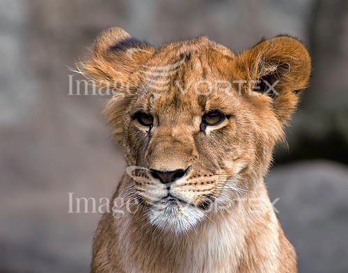 Animal / wildlife royalty free stock image #523477208