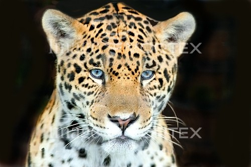 Animal / wildlife royalty free stock image #524852139