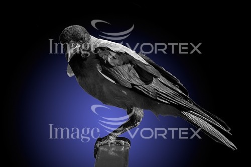 Bird royalty free stock image #524727302