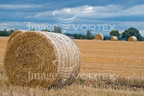 Industry / agriculture royalty free stock image #528249024