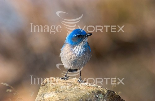 Bird royalty free stock image #528286622