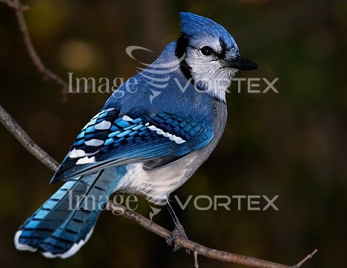 Bird royalty free stock image #529418665