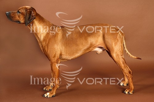 Pet / cat / dog royalty free stock image #529019293