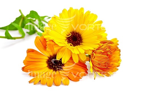 Flower royalty free stock image #530870317
