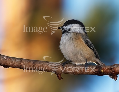 Bird royalty free stock image #530251651