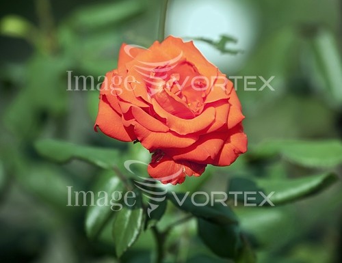 Flower royalty free stock image #530670434