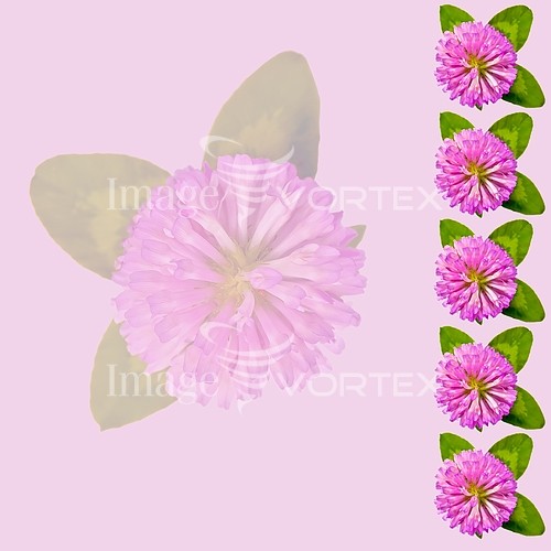Flower royalty free stock image #530975140