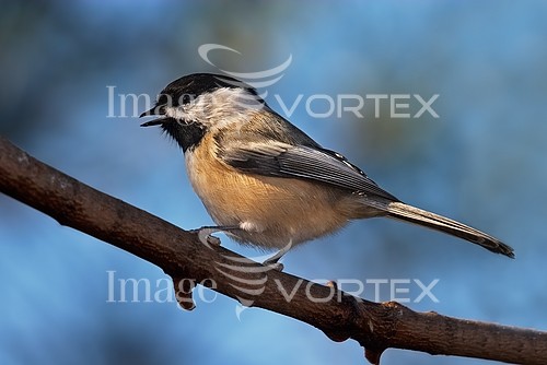 Bird royalty free stock image #531443621