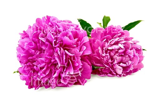 Flower royalty free stock image #531362606