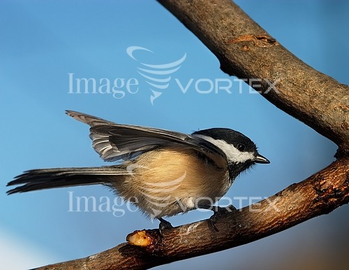 Bird royalty free stock image #532114228