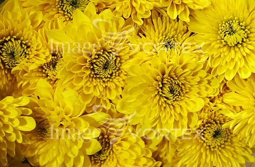 Flower royalty free stock image #532703208