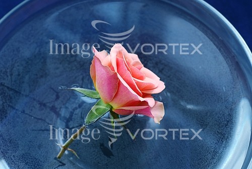 Flower royalty free stock image #533277514