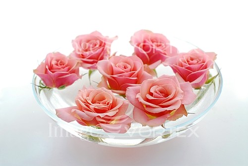 Flower royalty free stock image #533389556