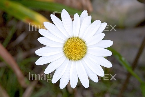 Flower royalty free stock image #535651738