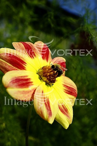 Flower royalty free stock image #538518452