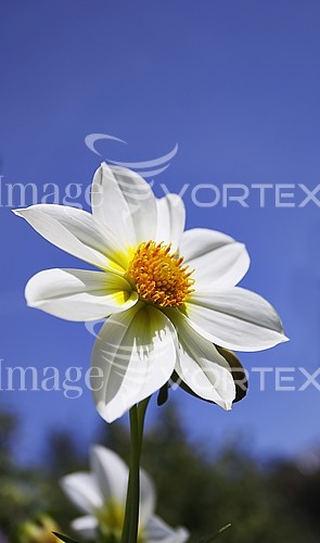 Flower royalty free stock image #538534648