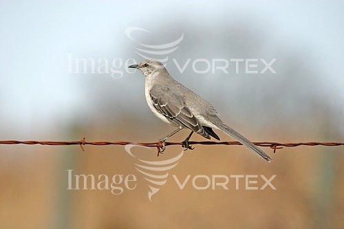 Bird royalty free stock image #539539942