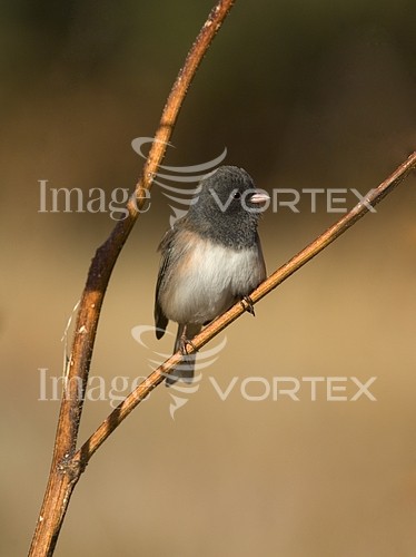 Bird royalty free stock image #541959446