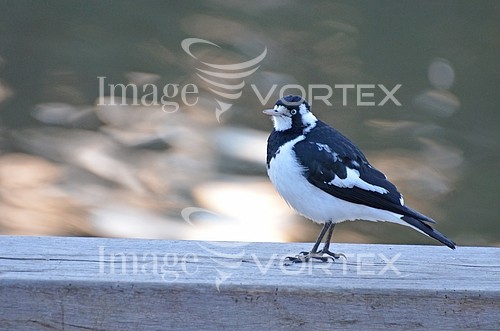 Bird royalty free stock image #541796419