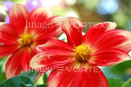 Flower royalty free stock image #544272360