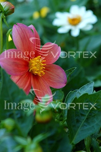 Flower royalty free stock image #544314659