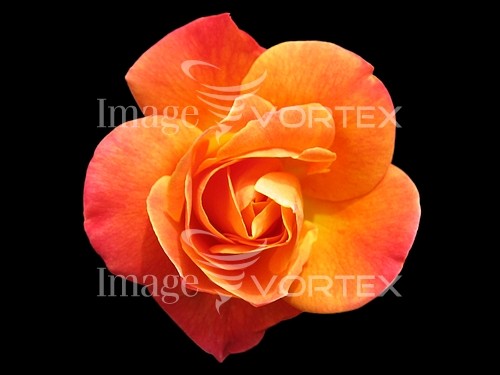 Flower royalty free stock image #546105028