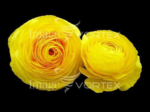 Flower royalty free stock image #546414637