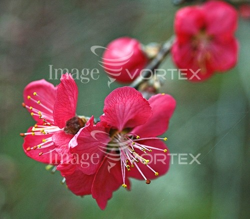 Flower royalty free stock image #547572378