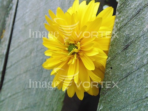 Flower royalty free stock image #548267935