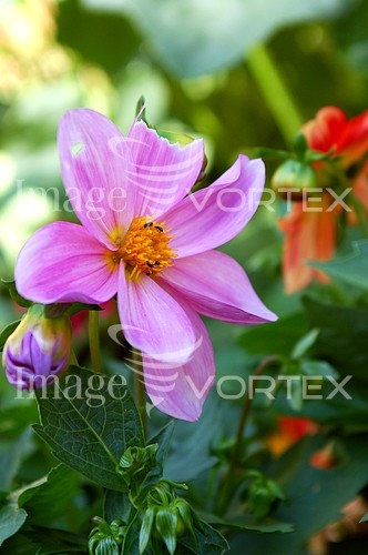 Flower royalty free stock image #548193779