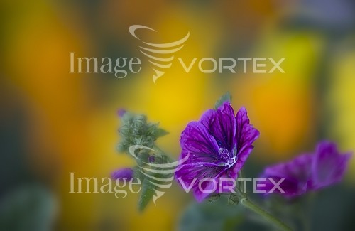 Flower royalty free stock image #549293519