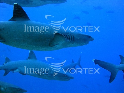 Animal / wildlife royalty free stock image #549688412