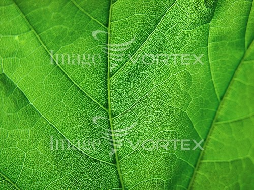 Background / texture royalty free stock image #556332743